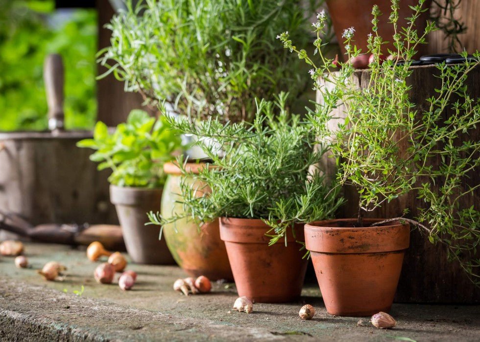 5 Herbs You Can Grow This Spring - The Healing Happy Method